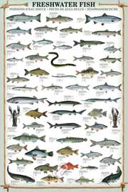 Educational - Bildung Freshwater Fish