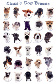 Poster - Hunde