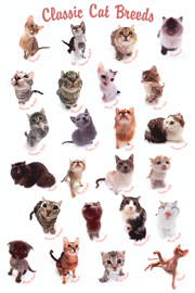 Poster - Katzen