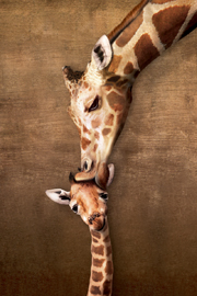 Poster - Giraffes