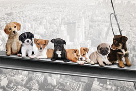 Poster - Hunde auf Stahlträger