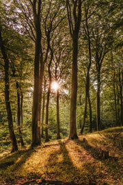 Poster - Sonnenaufgang im Wald